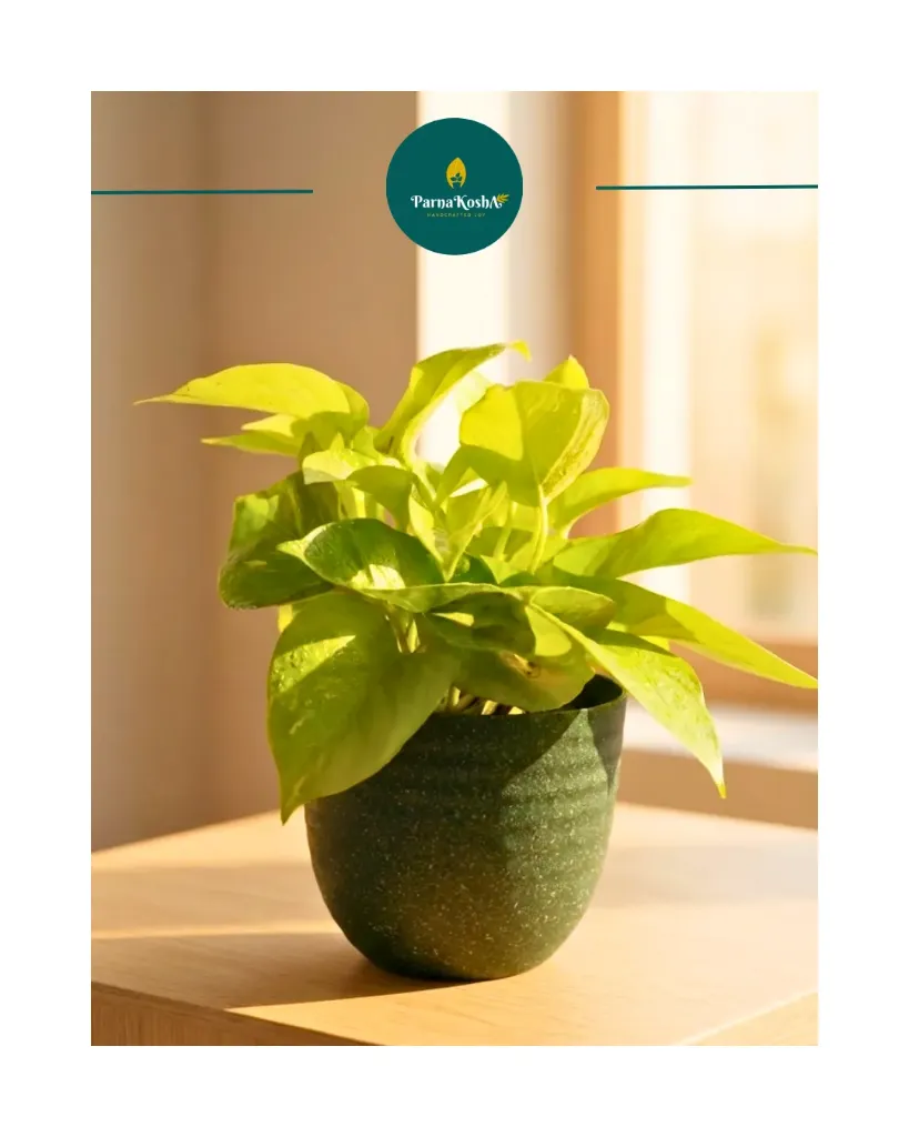 Verona Eco (Earthen Green)