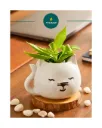 Cute White Cat