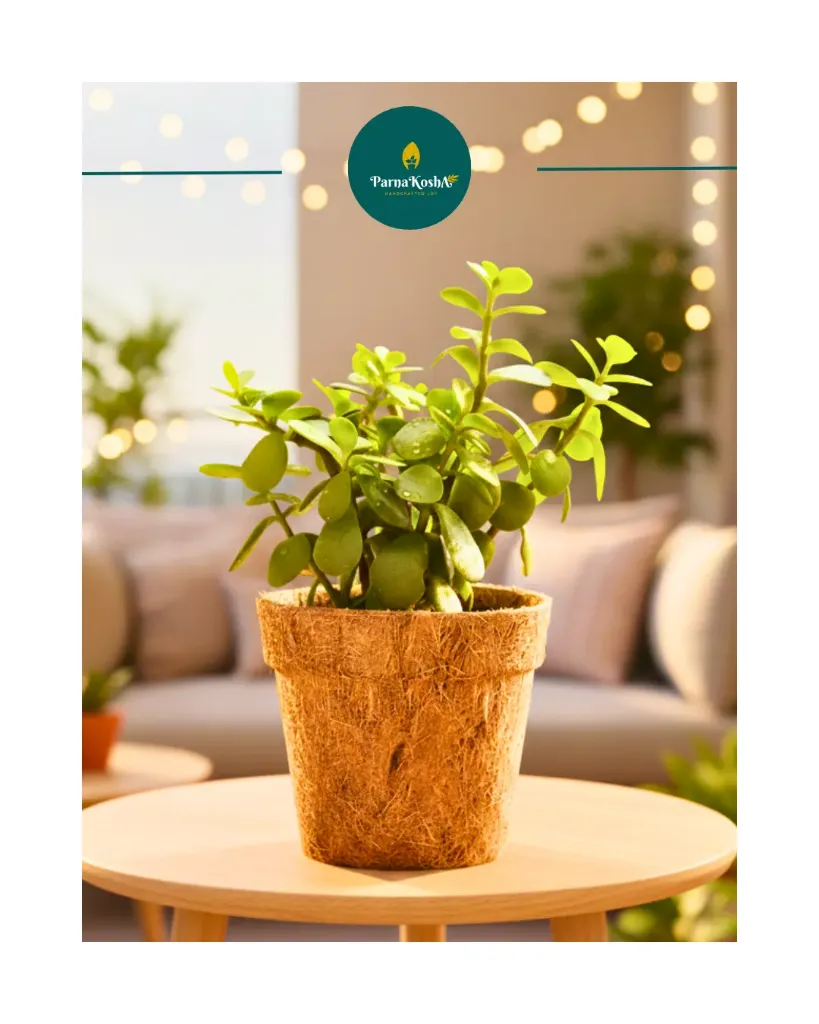 Natural Choir Pot