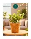 Natural Coir Pot