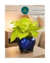 Metal Diamond Design Planter (Navy Blue)
