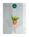 Macrame Plant Hanger - Twisted Style