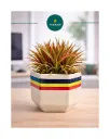 Hand painted Hexagon Ceramic Planter