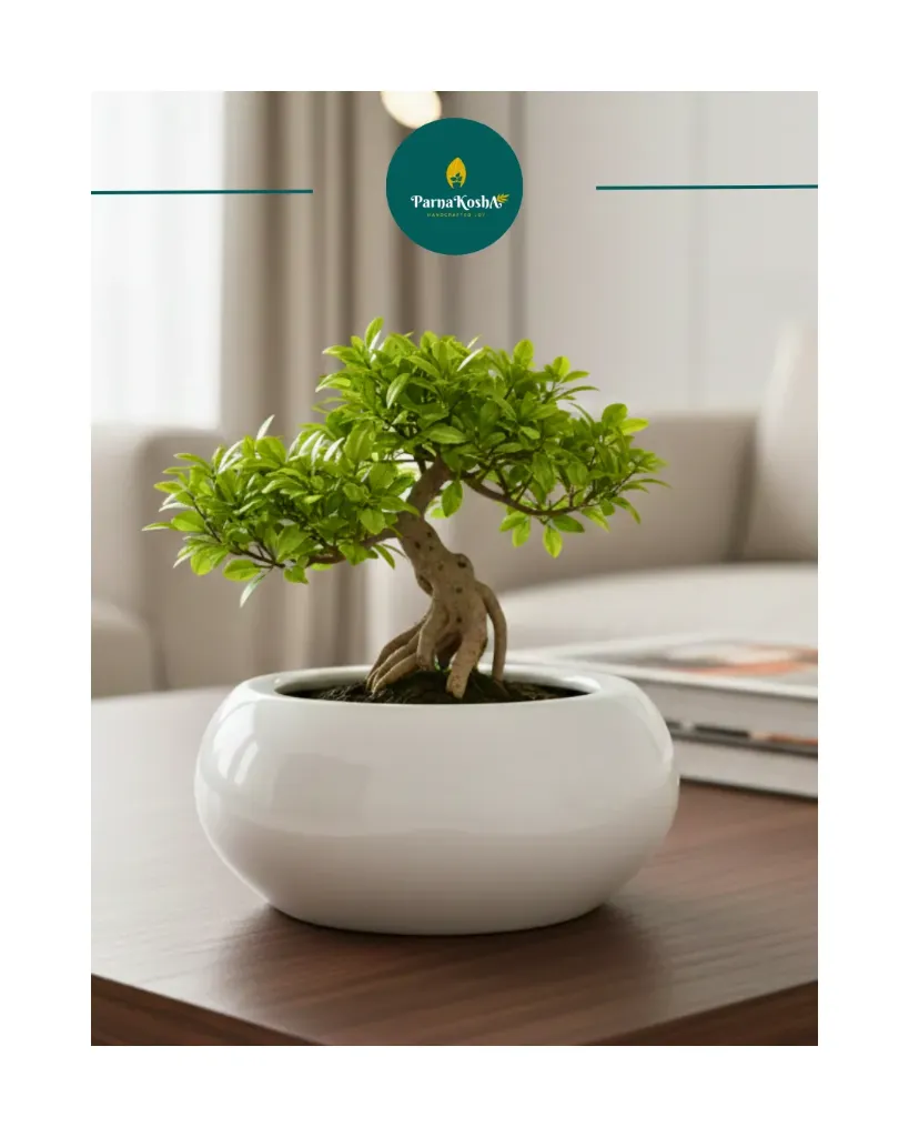White Bonsai Ceramic Planter