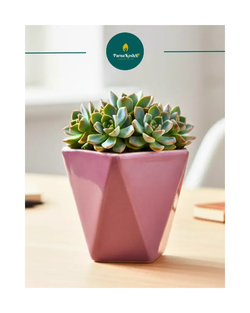 Geometric shaped Ceramic Planter