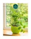Musk Melo Pot