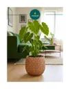 Oracle Pot