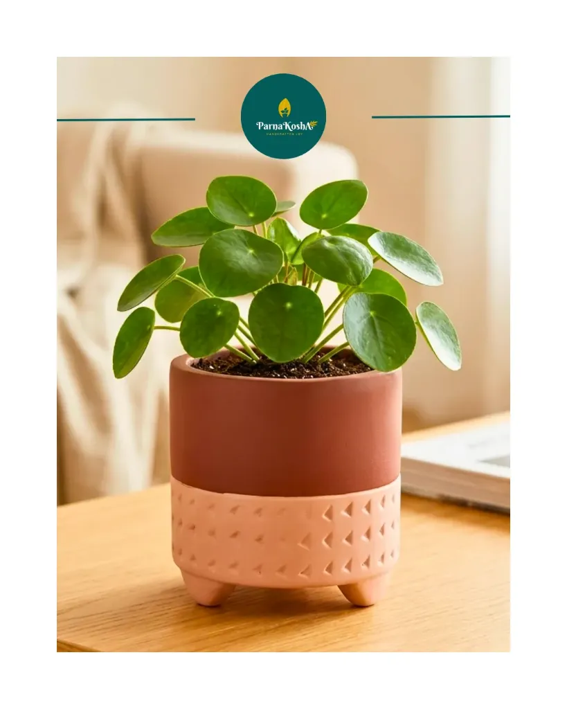 Boheme Terracotta Planter
