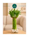 Fengshui Lucky Wheel Bamboo with Glass Plate