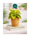 Cone Printed Self Watering Planter