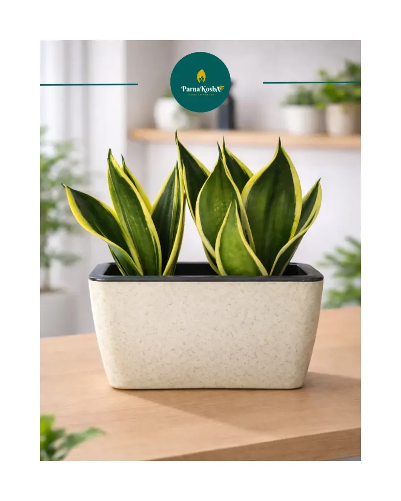 Recta Self Watering Planter (R-Stone Cream)