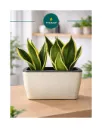 Recta Self Watering Planter