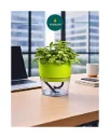 Lobello Transparent Self Watering